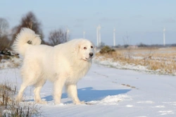 6 Dog Breeds That Thrive in Cold Weather