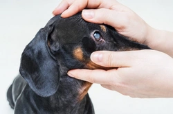 Common Dog Eye Problems: Causes, Treatment & Prevention Guide