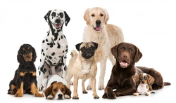 7 Best Dog Breeds for Families: Top Family Dogs in 2025