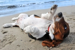 Taking your dog to the beach: Essential safety tips