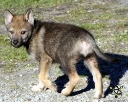 Il cucciolo di Cane Lupo Cecoslovacco e la socializzazione