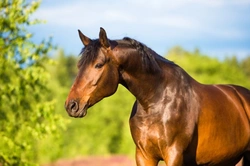 Clicker Training for Horses: Does It Really Work?