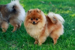 Sick sinus syndrome in Pomeranians: symptoms and care