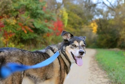 Challenges and Care for Exercising a Diabetic Dog