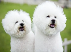 Common Skin and Coat Problems in Bichon Frise Dogs