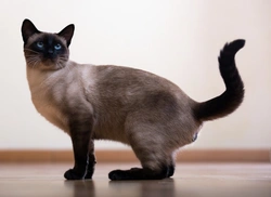 Can Siamese Cats Be Black? Understanding Their Unique Colour