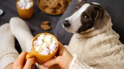 5 Valentine's Day Dangers to Keep Your Dog Safe