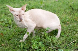The Delightful Peterbald – Unique Hairless Cat Breed Care