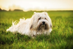 Neonatal Ataxia (Bandera’s Syndrome) in Coton de Tulear Dogs