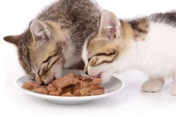 Weaning Kittens: Complete Guide for New Cat Owners