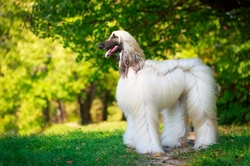 Afghan Hound Longevity, Health and Care Guide