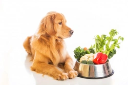 Vegan and Vegetarian Dog Diets: Care and Considerations