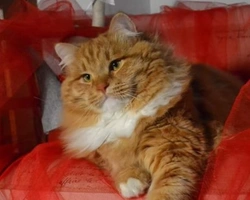 Il gatto Siberiano, il suo carattere e la sua morfologia