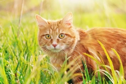 Feline Infectious Anaemia: What You Need to Know