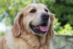 5 Common Diabetes Complications in Dogs and How to Recognise Them