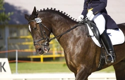 Competing in Your First Horse Show: Essential Guide