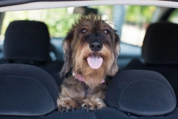 Buying a New Car with Your Dog: Key Features to Consider