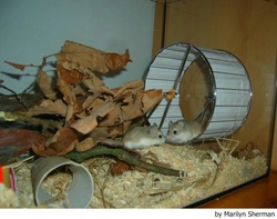 Hacer criar al hámster