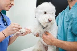Dog Blood Donation: How Your Pet Can Save Lives