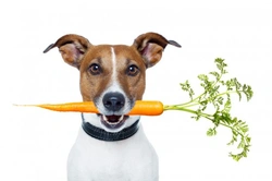 Can Dogs and Cats Live a Healthy Vegetarian Life?