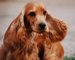 Cocker spaniel: colori ammessi e caratteristiche del mantello