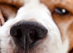 Can dogs lose their sense of smell? Causes and care
