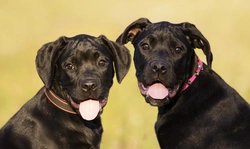 How to train a Cane Corso Puppy: Foundational tips for confident ownership