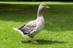 Geese as Pets: Complete Guide to Care & Housing