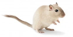 10 Amazing Facts About Gerbils Every Pet Owner Should Know