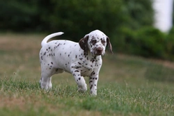 BAER Testing for Deafness in Dogs: Reliable Hearing Assessment