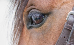 Recognising Eye Problems in Horses: Signs and Treatments