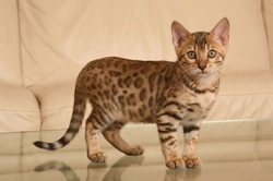 Is the Bengal Cat Right for You? Complete Care Guide