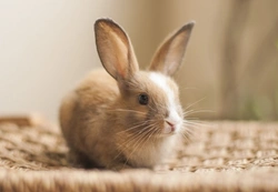 How Much Does It Cost to Keep a Pet Rabbit?
