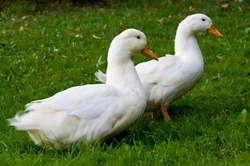 Ducks: Essential Guide to Health and Well-being