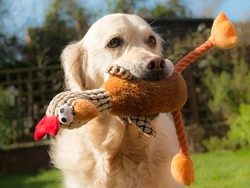 Why Does My Dog Shake His Toys? Understanding Canine Play