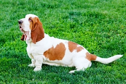 Temporomandibular Joint Disorder in Basset Hounds: Symptoms & Care
