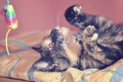 5 Key Reasons to Encourage Your Cat’s Playtime