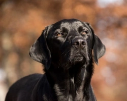 Associazioni Animali: Io Cammino con Fido onlus - Rescue Retriever