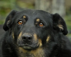 Associazioni animali: Gruppo Animalista dei Castelli Romani