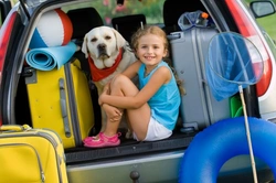 Travelling with Pets: How to Survive Car Journeys Safely