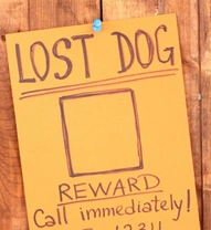 Complete Guide to Finding a Lost Pet