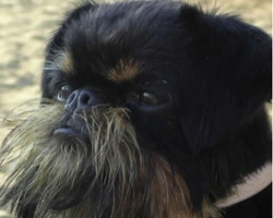 Le particolarità dei Griffoni Belgi, carattere e morfologia