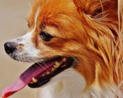 Associazioni animali: Solidarietà trasparente animali