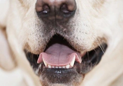 Mijn hond stinkt uit zijn bek