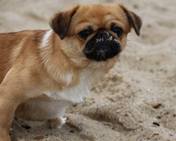 Associazioni animali: Gli Angeli di Pasquale