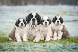 DEFRA consultation on tougher licence controls for the breeders and sellers of puppies