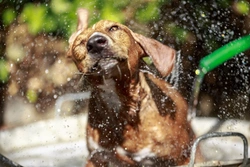 Why Do Dogs Go Loopy After Baths or Grooming?