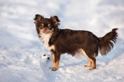 Safe Dog Walking in Snow: Top Winter Tips for Your Pet