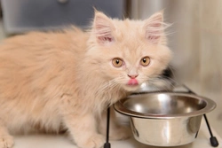 Complete Guide to Feeding Your New Kitten the Right Way