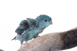 Lineolated Parakeets (Linnies): Care and Breeding Guide